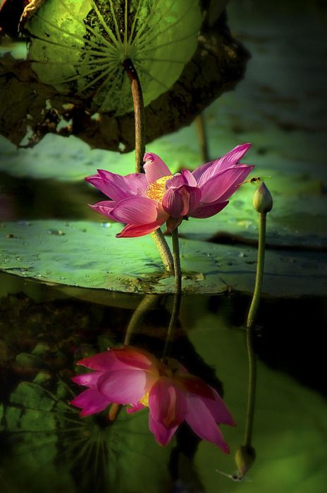 soniacolpo's tweet photo. @mrtom101 @DelwennA_Ocean8 @patdefranchis @jhainley1 @Sari_Friends @cyndrobson @i_amn00r @irina3529 @LuaHilda @zepiron @9HUrne5nPVQ7p5h @klem7165 @1LM5QmlMvMo4l8x @Ryan_CaoDat @Keith1Chill @marie_nassar @Ghiovanela @ANASTALYA @se_ablue @Egg15E @marienassar_ @ntomova1 @KGfirefly @saravastiares @RitaCobix @marina_monaco ๐ฟ๐ธ๐ฟ๐ธ๐ฟ๐ธ๐ฟ๐ธ๐ฟ๐ธ๐ฟ๐ธ๐ฟ๐ธ
@Sari_Friends1 #ToAllGreatFriends #LovelyDayEnjoyIt #ThankYouAlways #GoodVibesOnly #Retwitting #FollowMe #beautifulWaterlily #NatureLife #ClaudeMonet ๐๐ฝ๏ธhttps://t.co/h6VtUkuhk4 https://t.co/SoexkWbzJ4