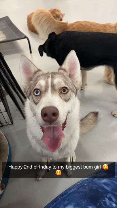 PetRecoveryYYC's tweet photo. LOST grey & white husky type dog #Bankview area Contact 403-875-6714 if sighted/found Pls RT, watch, share, help to locate MOIRAI Please Do Not Chase https://t.co/W5Cec2Fzlo https://t.co/svy5Nu1t8O