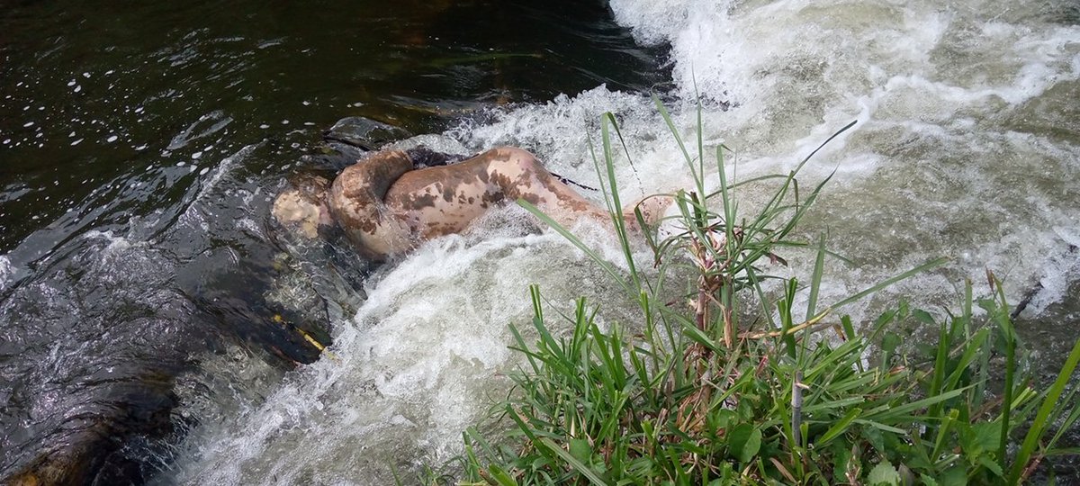 Ils sont des frères, bien âgés de plus de 60ans. Tristes nouvelles est que l'un de leurs corps est retrouvé dans une de grandes rivières aux environs de Kitshanga, après qu'ils étaient enlévés de Kitshanga par une coalition @FARDC_off -maïmaï

Via[<a href="/modenku/">Nelson N</a>]