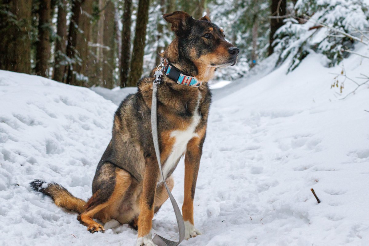 roamwiththem tweet media