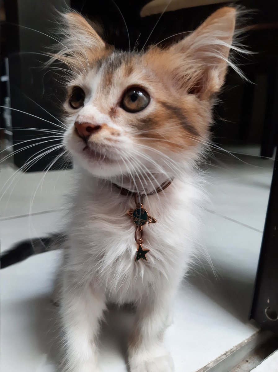 indrythiar's tweet photo. dapet rejeki lagi harus urus anak bulu. maa syaa Allah. Allah Maha Baik.

"hi, namaku popo" https://t.co/rthq3yABwP