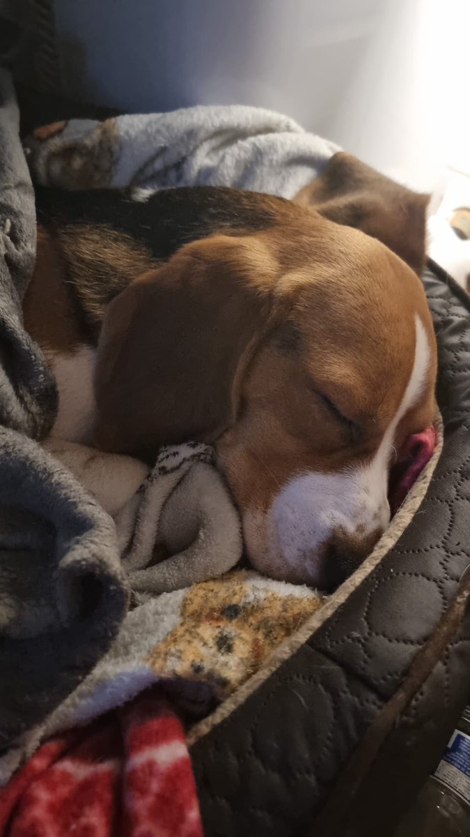 Can't get over how these beagles be stealing hearts without even trying 🥹