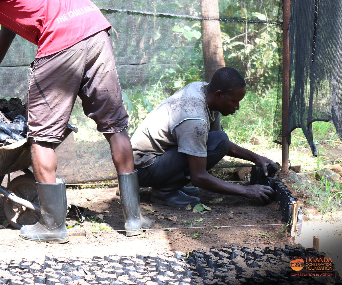 UgandaCF's tweet photo. The team at the tree nursery in Pakwach has been very busy, and they have planted so many that they have exceeded the nursery’s capacity! This extra effort comes in to 

1/4

#TreePlanting #PlantTrees #PlantTreesSaveLives #MurchisonFallsNationaPark #RecoveryOfMurchisonFalls https://t.co/SeA4gWtAwf