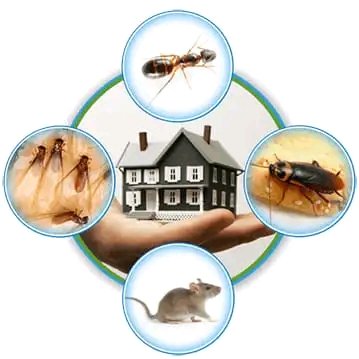 Indian Pest control service
6387488967 Aman Sir