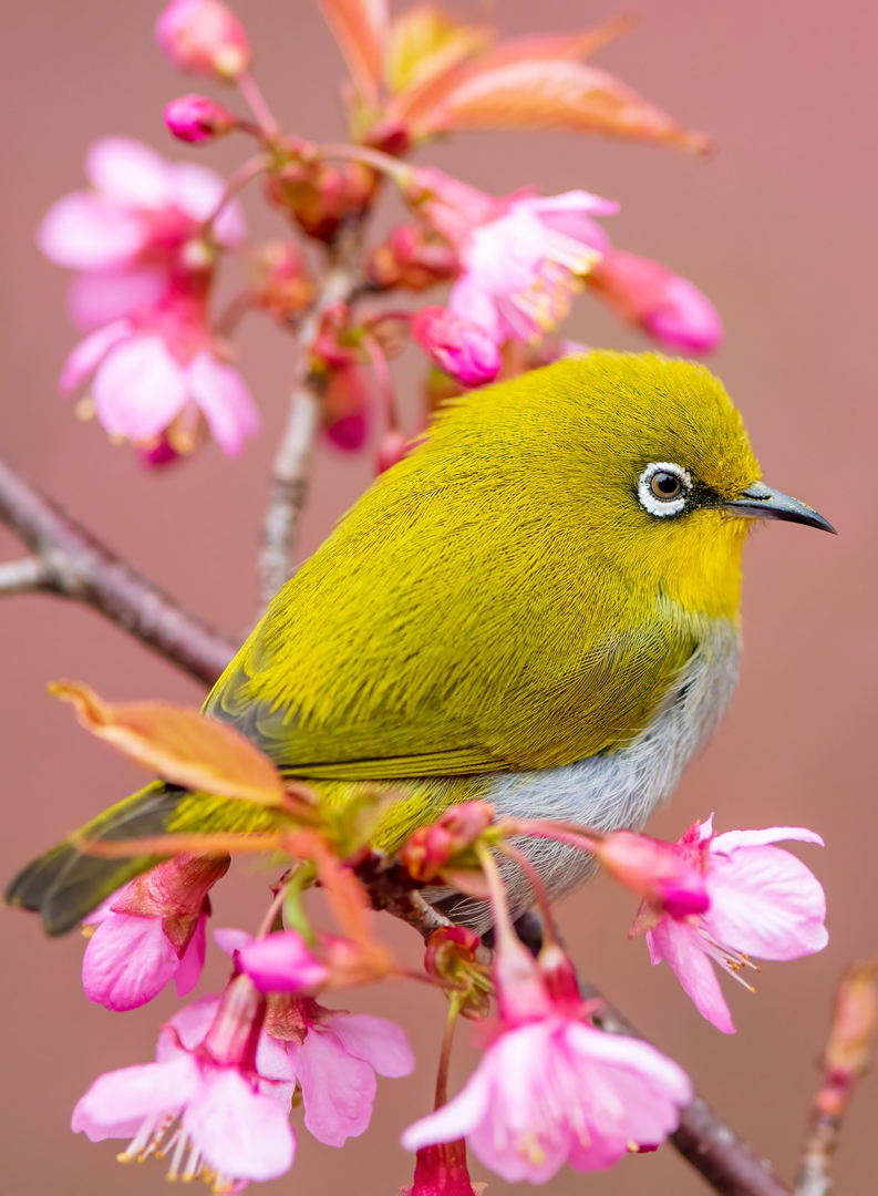 linjianyangbe's tweet photo. Indian White-eye (灰腹绣眼鸟,Zosterops palpebrosus), in Guizhou province.
Hyperactive little yellow bird with an off-white belly and white "spectacles".
credit 东南风 
☕️
#China #nature #peace 
#wildlife #photography
#birds #BirdsSeenIn2023 https://t.co/avmyMy0w1x