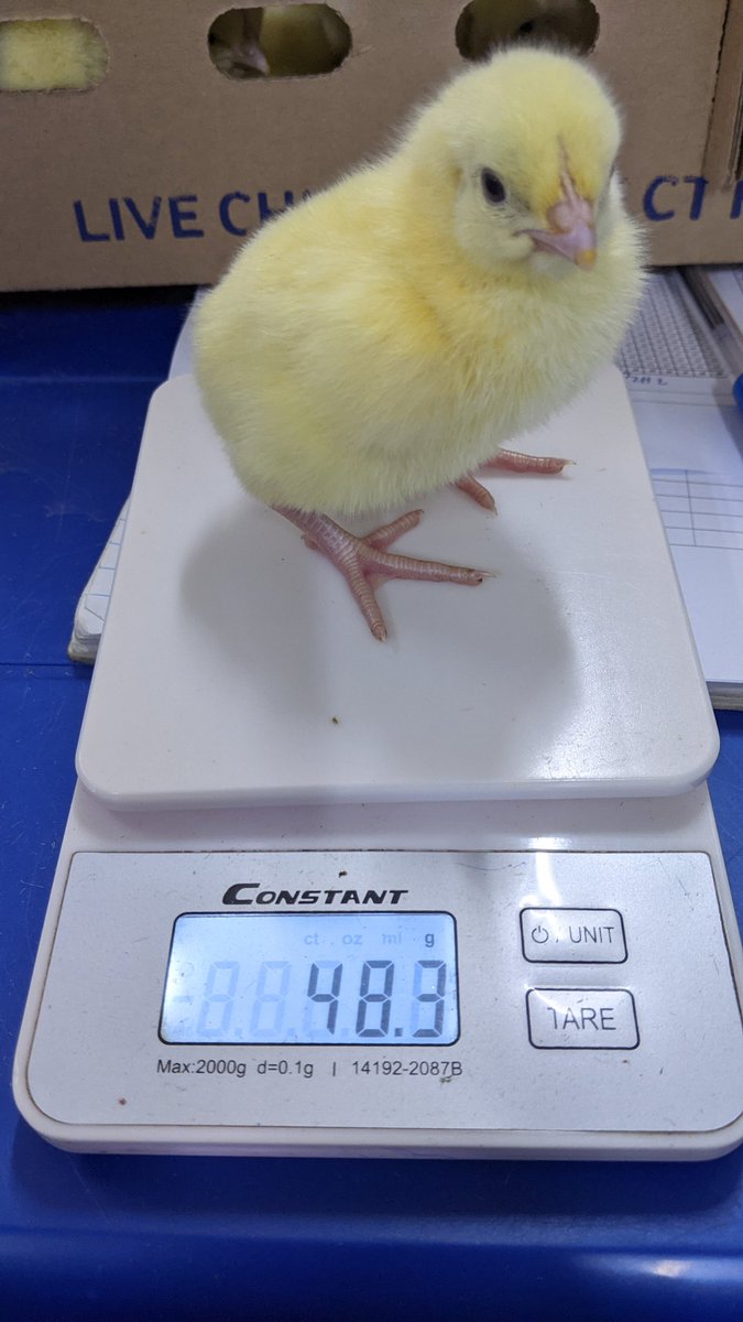 Ensure the chick weight is between 33g-50g before placement, below 30g chicks will be weak, poor weight gain and take longer to reach market weight.