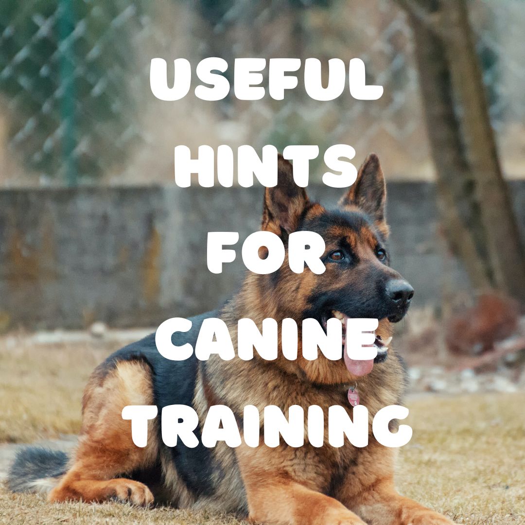Useful Hints For Canine Training. Click this link : bit.ly/3AjHxph

#canine #dog #dogs #puppy #pet #love #cute #doglover #k9 #mansbestfriend #animal #dogoftheday #pets #germanshepherd #doglife #doggy #funny #puppies #portrait #dogsofig #doggo #doglove #caninelovers