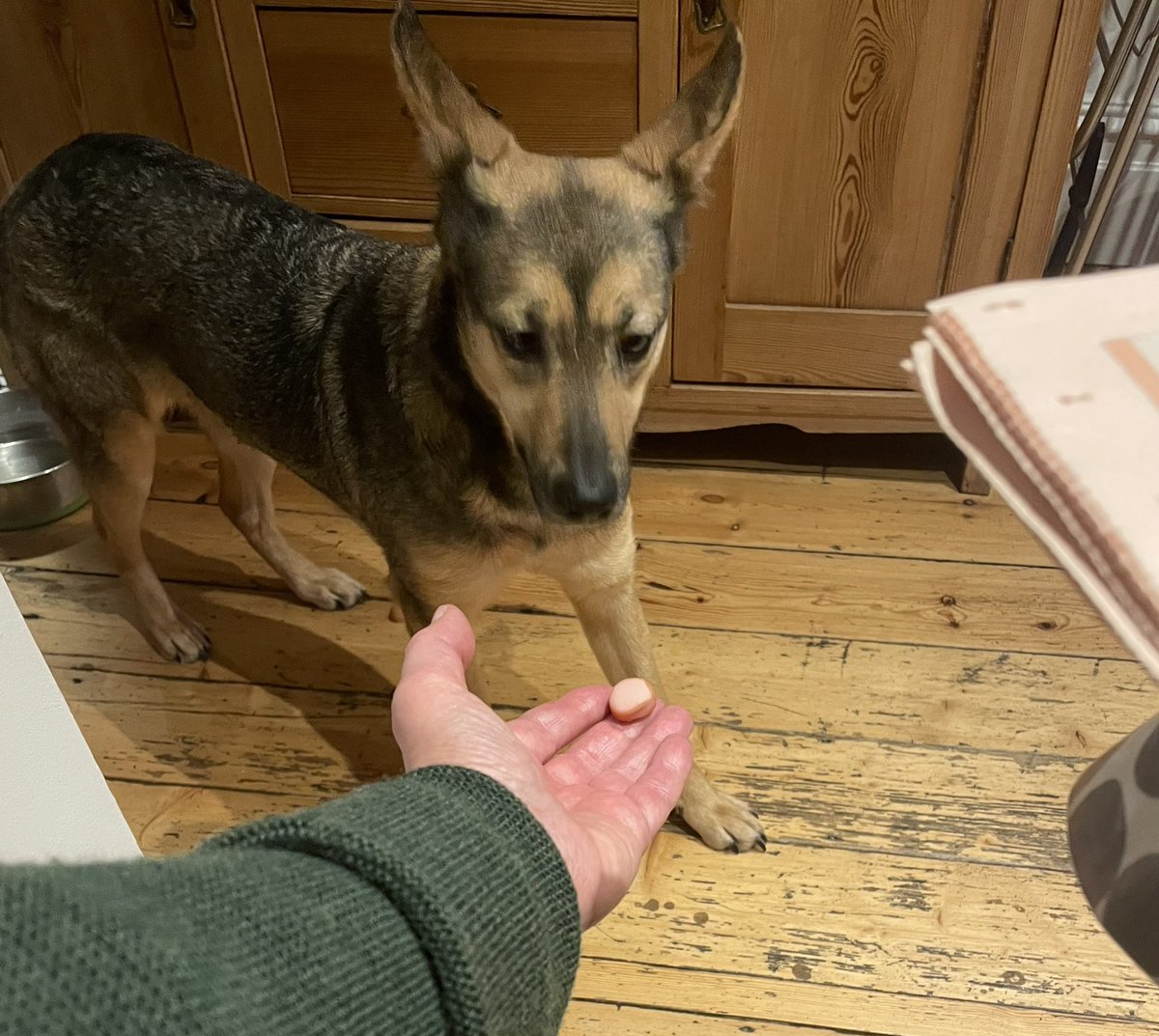 Diane Coyle (@dianecoyle1859) on Twitter photo Yes I think I would like a treat thankyou - and maybe the <a href="/FT/">Financial Times</a> after you’ve finished. #sophiefromromania Yes I think I would like a treat thankyou - and maybe the <a href="/FT/">Financial Times</a> after you’ve finished. #sophiefromromania