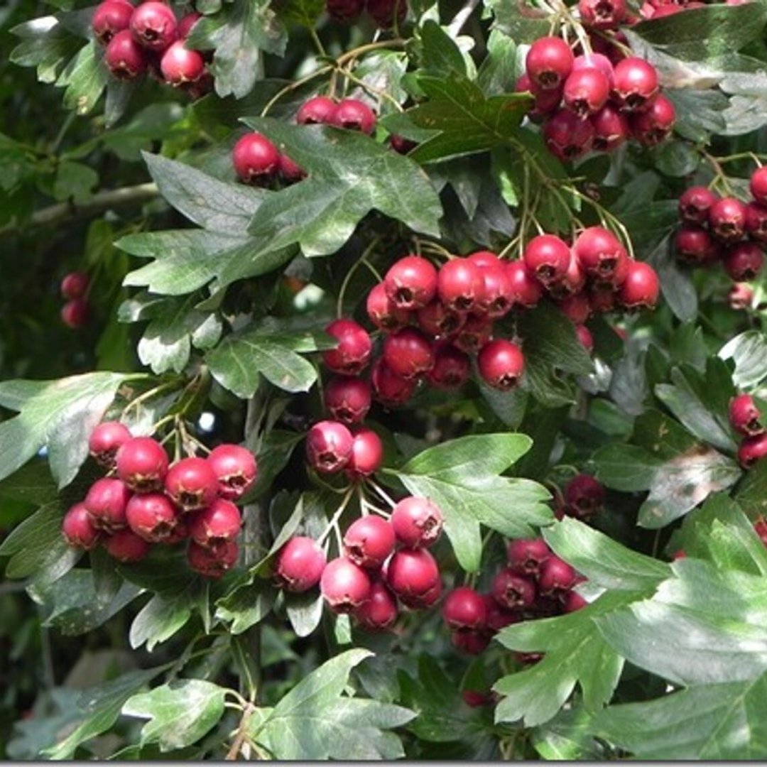 LWE_Hub's tweet photo. Planning a new garden hedge this spring?
@AndyMcIndoe recommends the best hedging plants and how far apart to plant them.
🌱 Read Andy's top 10 hedging plant recommendations: https://t.co/CV8m6LW6XO
#gardening #hedges #hedging #hedgeplants #learningwithexperts https://t.co/OSjkFYKrXn
