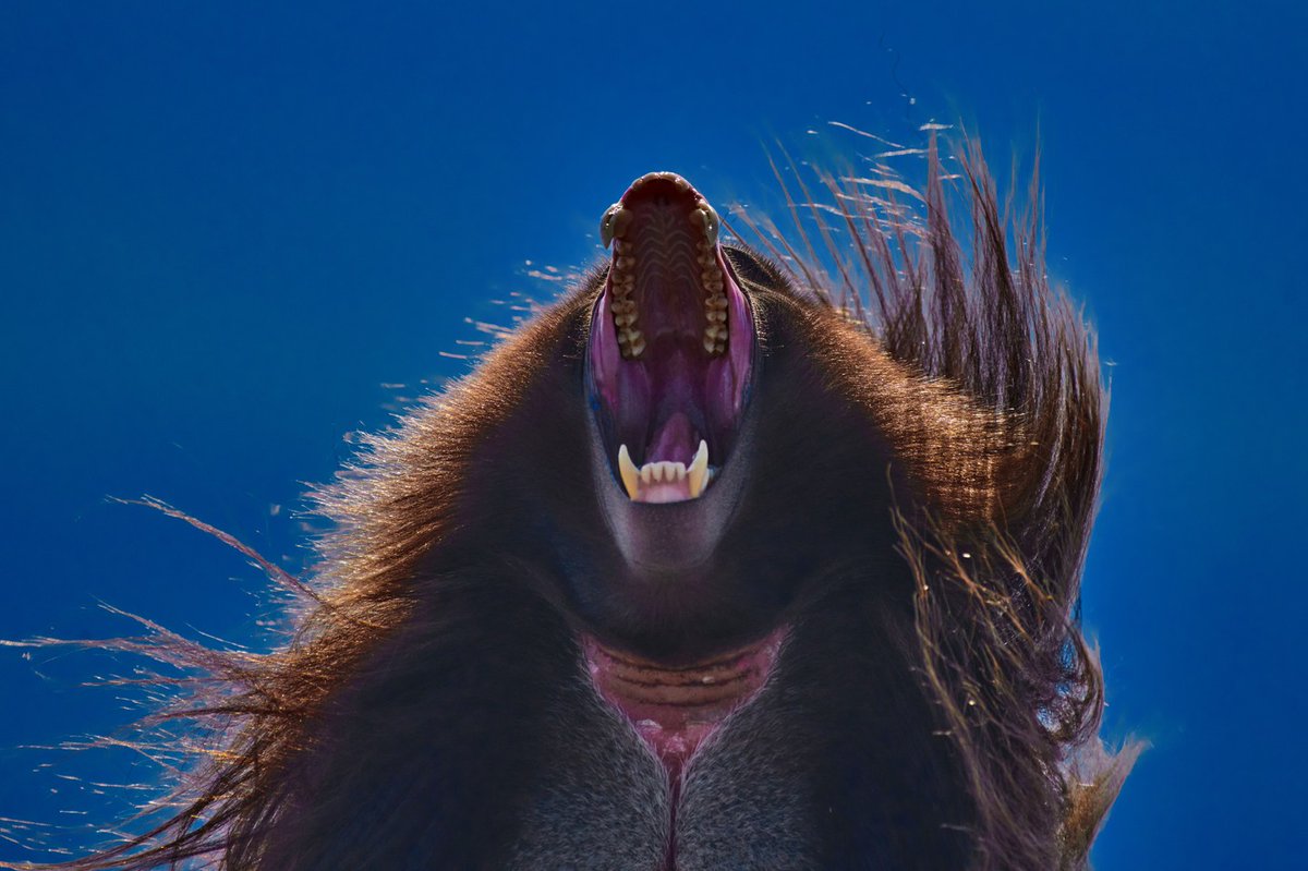 bownaankamal's tweet photo. I am not getting closer with this Gelada… 🐵
🐒 Debre Libanos | Ethiopia
#gelada #bownaankamal #yourshotphotographer #natgeotravel #geladababoon #primate #ethiopia #visitethiopia #wildlife #fotografie #portraitphotographer #africa #travelphotography #bleedingheartmonkey #baboon https://t.co/jb78wZS78O