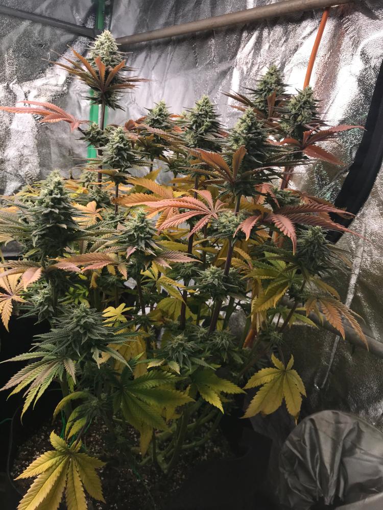 California Dream:  If you’ve looked at Cali dream but haven’t ordered it yet. Don’t hesitate. Cracked one of the jars open just for a minute to admire it again. Lol tore the whole house up bad. I’ve got candles goin everywhere #marijuanagrower buff.ly/3nqO367