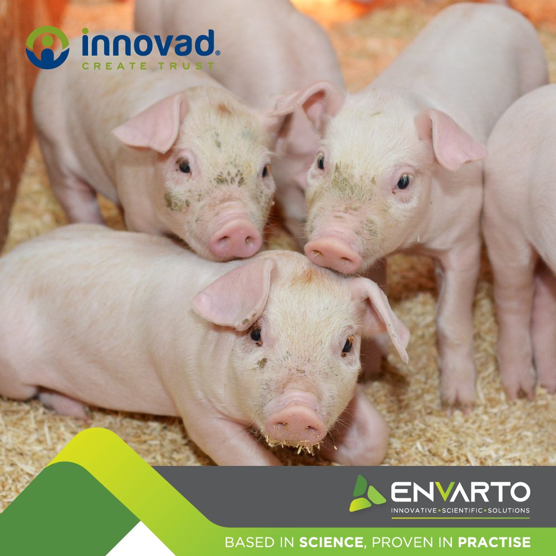 envarto's tweet image. Up to 80%  of the grain produced yearly worldwide is contaminated with mycotoxins, which decreases livestock health and production. Escent® S is a uniquely powerful combination of ingredients that can reduce systemic mycotoxins exposure.  

#mycotoxinmanagement

@Innovadsa