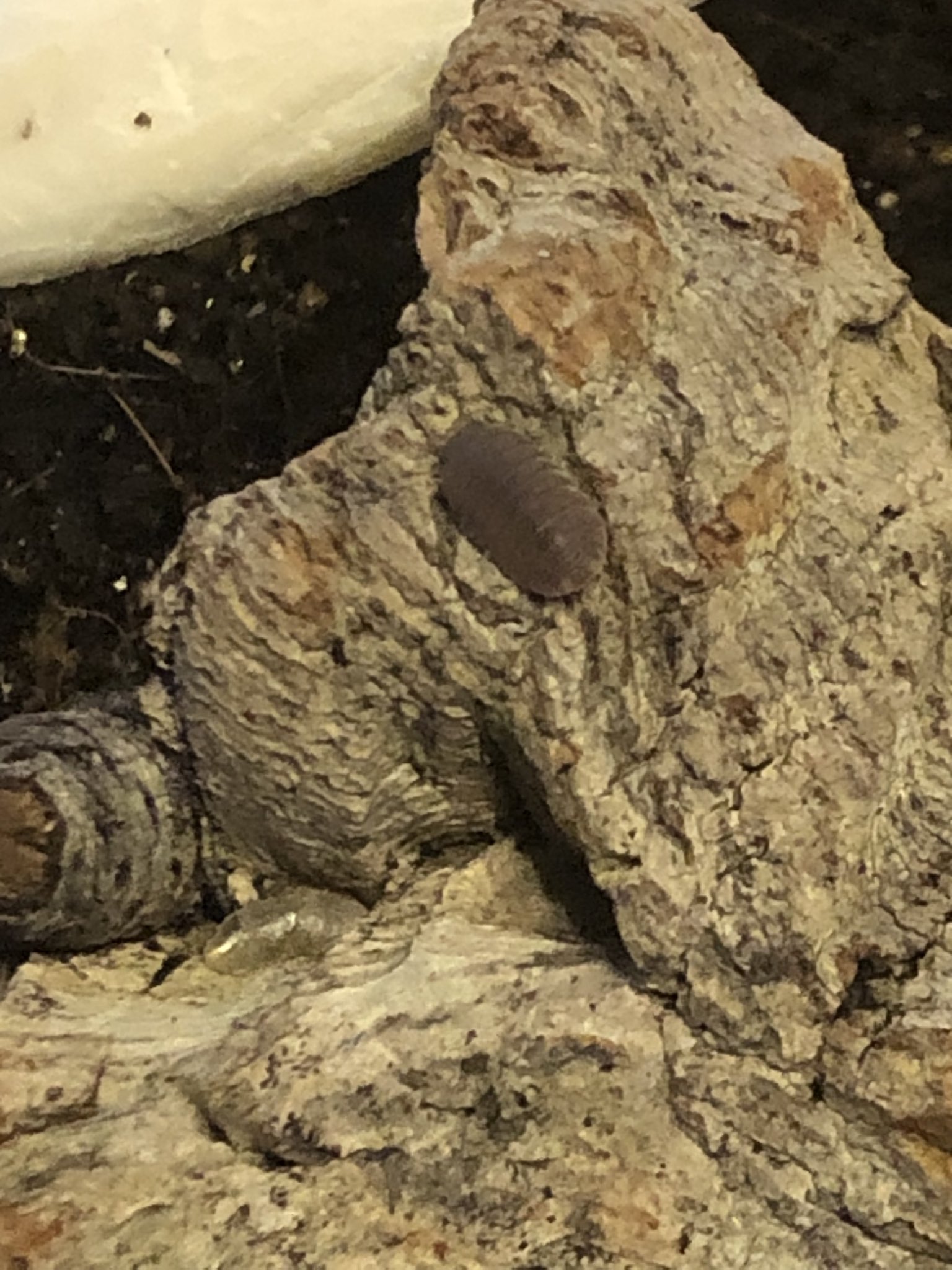 Real Isopod Hours (DM me the word wolf) on Twitter: "@NATUREISWHACKY
