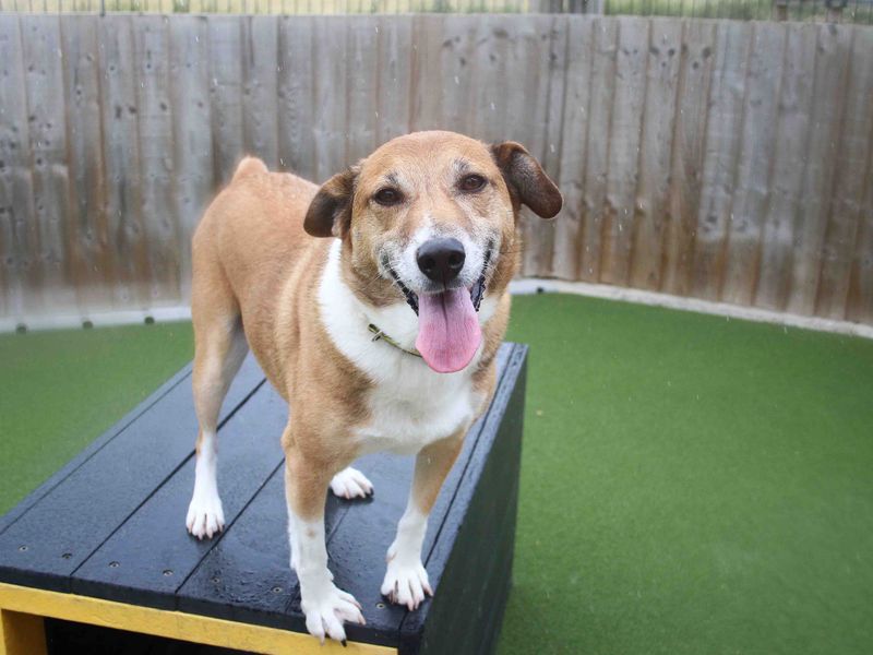 AdoptionsUk's tweet photo. Please retweet to help Digger find a home #DARLINGTON #COUNTYDURHAM #UK 

SUPER AFFECTIONATE Terrier cross aged 11, looking for a quiet adult home as the only pet. 
He's great on the lead and enjoys his walks and treats 

DETAILS or APPLY👇
https://t.co/cyicafitVv…
#dogs  #Pets https://t.co/KoMinx1imt