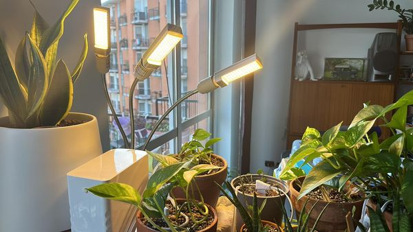 Elecrow1's tweet photo. One of our customers Matteo share with us how #GrowCube grows his plants well.🤩

If you also have plants at home, let's check #Elecrow plant self watering system👇
📌https://t.co/fWKdVLTp02 https://t.co/WsXy6XAgC5