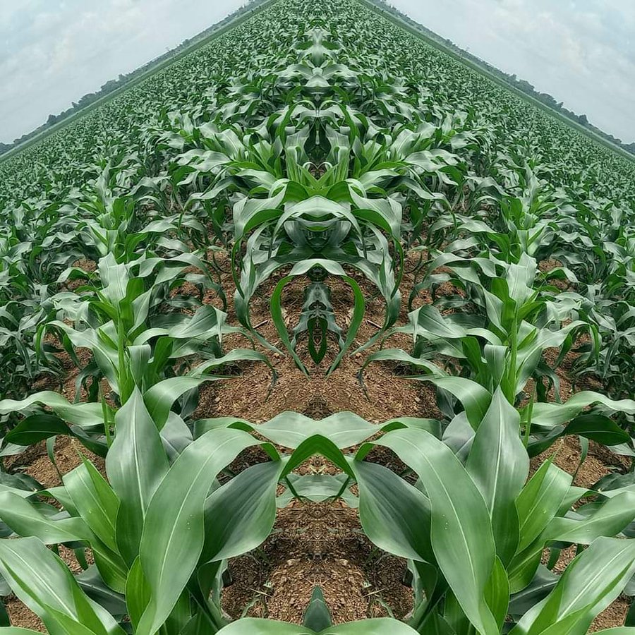 KazunguMireille's tweet photo. If you are interested in farming please like and retweet. https://t.co/DTMZn9Fuwu