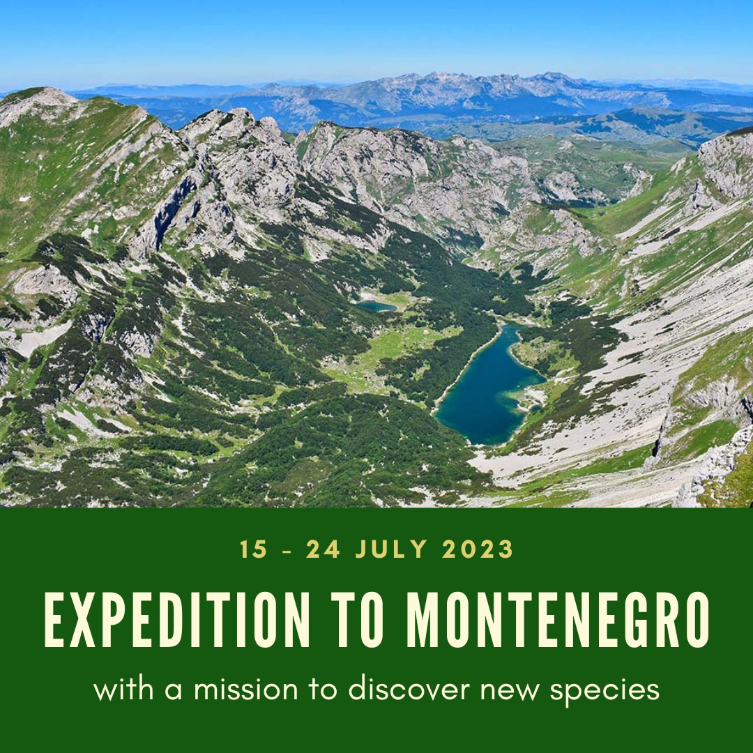 TaxonExped's tweet image. We&apos;re heading for Mount Durmitor again!
Pass on the news!