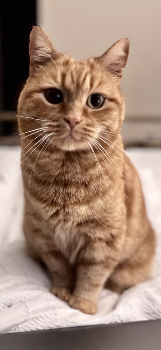 gingertomtony tweet picture