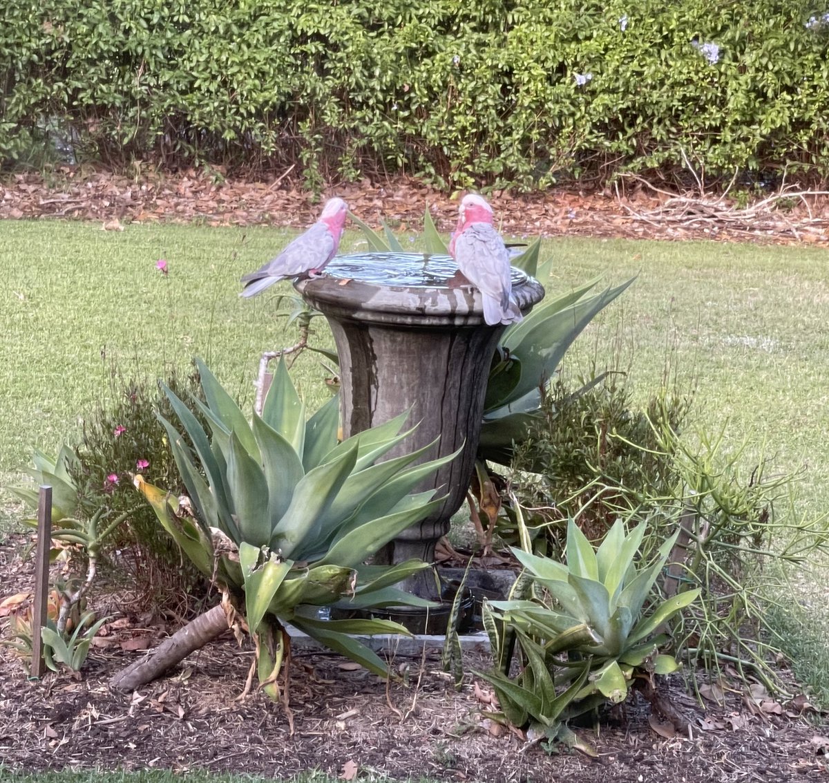 SimoneMesk's tweet image. Afternoon drinks 💦