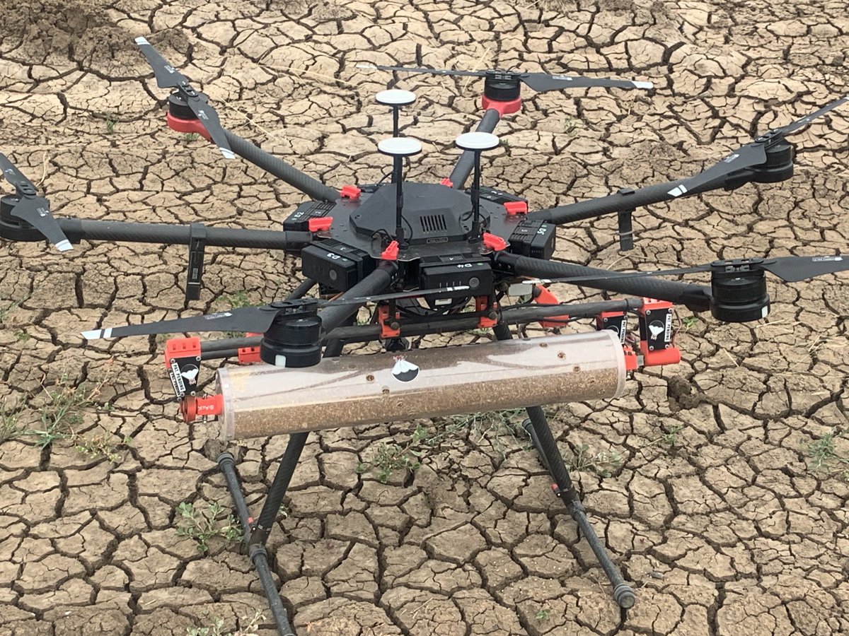 The guys from Parabug releasing Hyarti parasitic wasps to help control Silver Leaf Whitefly in cotton- this mean the SLW won’t leave a sticky honeydew on the cotton fibre , making it hard to spin
