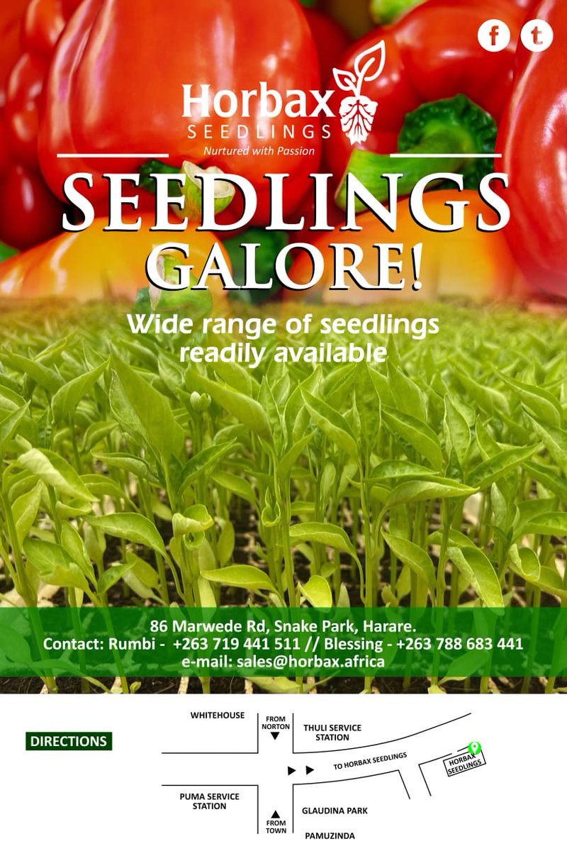Let us be your plug, 100% genuine Seedlings <a href="/NgonieSanaz/">Ngoni Alex Robbins</a> <a href="/blackfordbyagri/">Blackfordby College of Agriculture</a> <a href="/FreshDaramombe/">Daramombe Fresh Produce</a> <a href="/cmashx/">Clarence Tinashe Mashavave𓃵</a> <a href="/CropDoc_Onias/">Crop Doctor/Agronomy Consultant</a> <a href="/PhiriDivah/">Divah Phiri</a> <a href="/socrates_katito/">Socrates Munya Katito</a> <a href="/CelinaHatidani/">Mudhumeni Wabantu:</a> <a href="/yofavagronomist/">🦄 Agronomybae -IPM Queen👸</a>