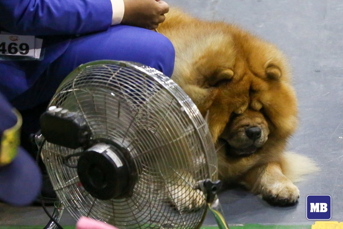 Manila Bulletin News on Twitter "LOOK Purebred show dogs participate