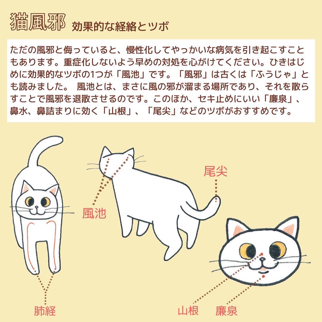 猫 ツボ 図解
