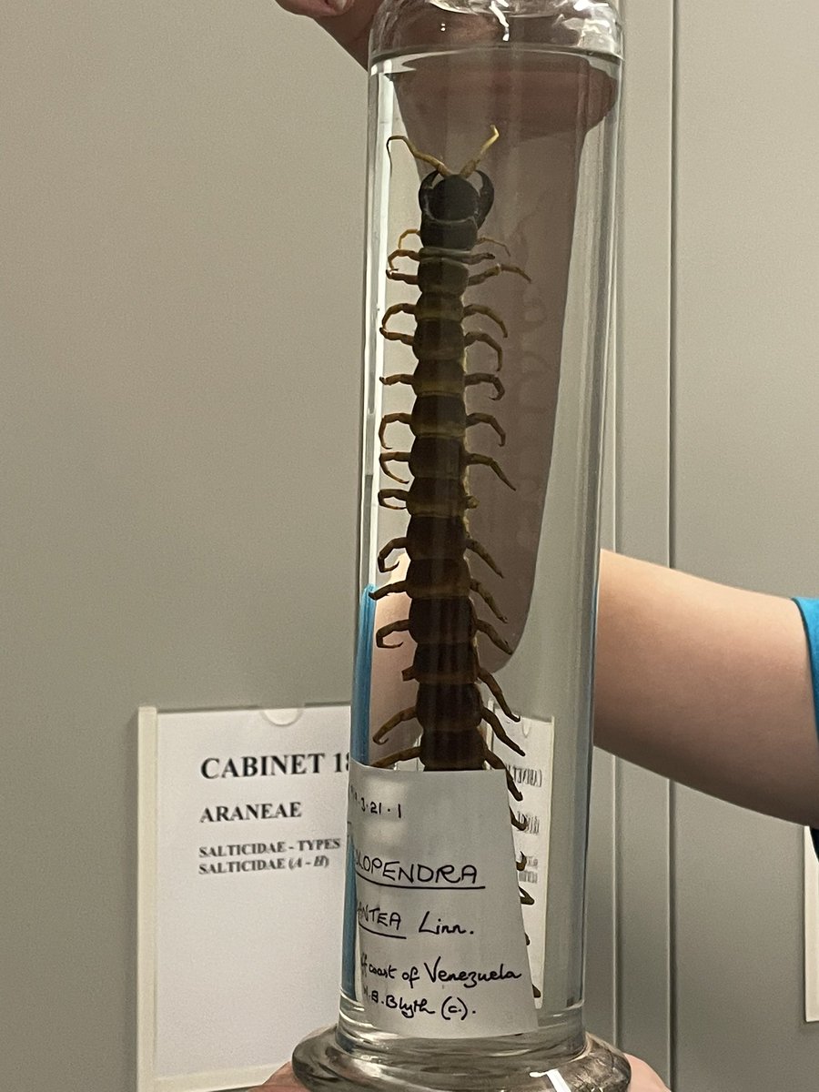 Dr Erica McAlister (@flygirlnhm) on Twitter photo #hiddenGems <a href="/NHM_London/">Natural History Museum</a>
When folks talk about the biggest, deadliest, scariest animals they go for the mammals..
Personally I think Scolopendra gigantea should get more credit these can take down bats 🤓👊
Fab venomous creatures - modifying your front legs to make fangs is 😎 #hiddenGems <a href="/NHM_London/">Natural History Museum</a>
When folks talk about the biggest, deadliest, scariest animals they go for the mammals..
Personally I think Scolopendra gigantea should get more credit these can take down bats 🤓👊
Fab venomous creatures - modifying your front legs to make fangs is 😎