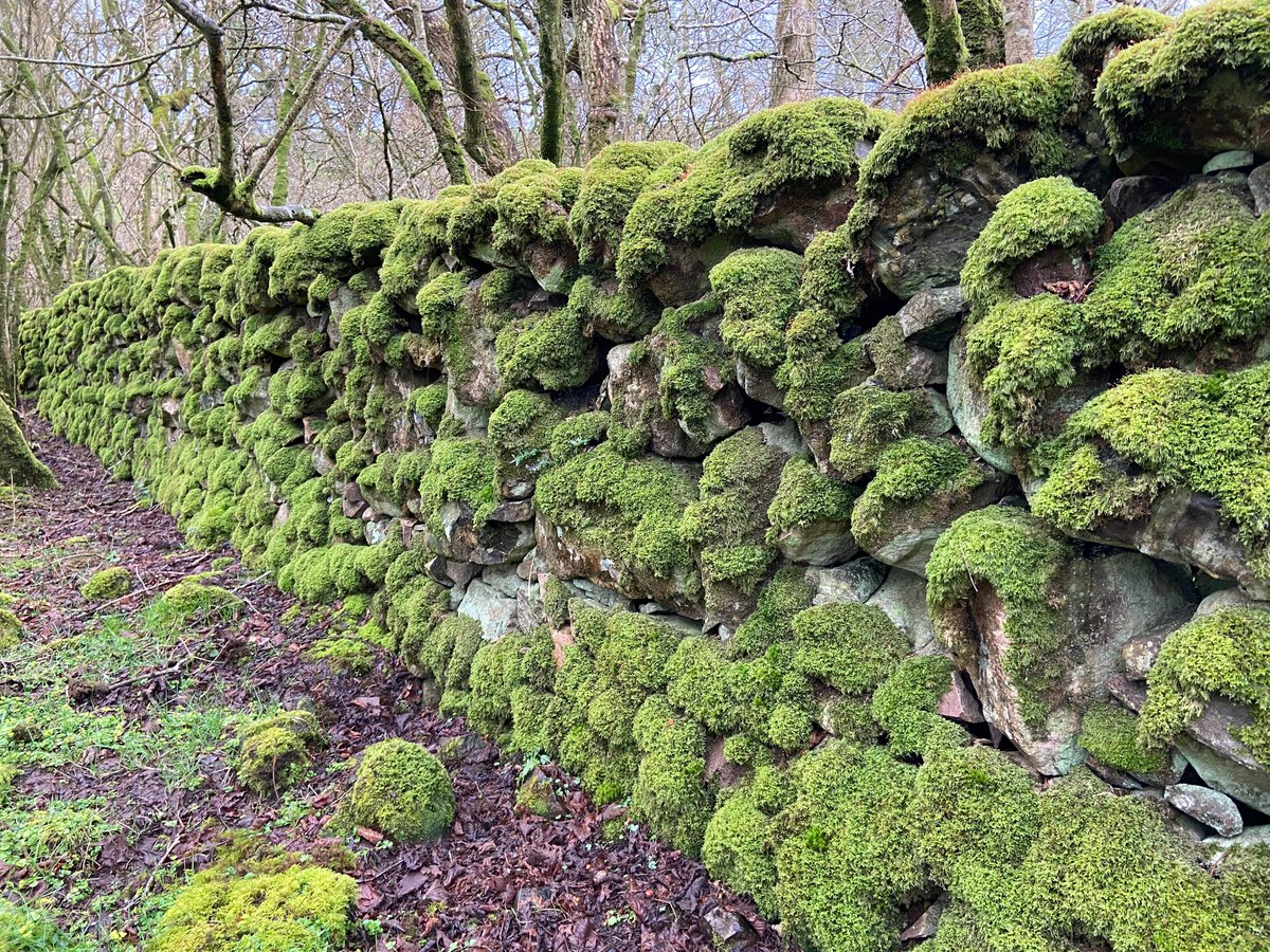 These ancient walls run for miles, criss-crossing the local Galloway hills. They add beauty to the landscape and provide structure and places of shelter for wildlife. In the valleys and along streams the stones become furred with a layer of soft green moss. 1/12