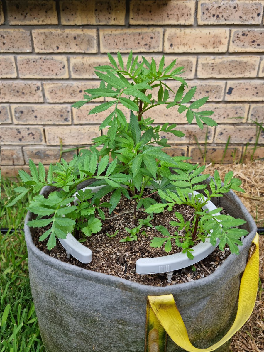 Grow something this year. It doesn't have to be edible or smokeable, even a flower will do. It's good for the soul. If you don't have green fingers then just try growing as a person. We owe ourselves this much. Let's gooooo!

#thegrobro #growshop #grow #plants #flowers #selflove