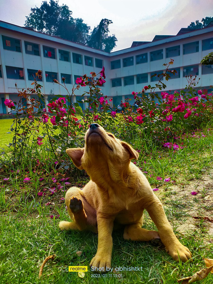 abhishtkt's tweet photo. 🐾 https://t.co/r9TY7L5Qd5