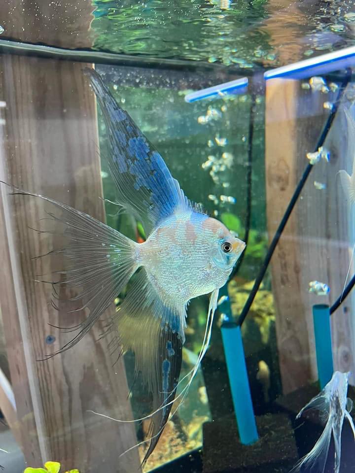 Akvaristbilgi's tweet photo. Philippine Blue Pearlscale Paraiba Veil 💙
📸Dennis Hanna
.
.
#angelfish #angelfishtank #scalare #skalar #pterophyllum #segelflosser #philippineblueangelfish #aquariummerch #aquariumboost #aquariumcase #aquariumcoop #deansfishroom #dustinsfishtanks #aquaman #aquamom #kesfet https://t.co/OOFMEtQ94Z