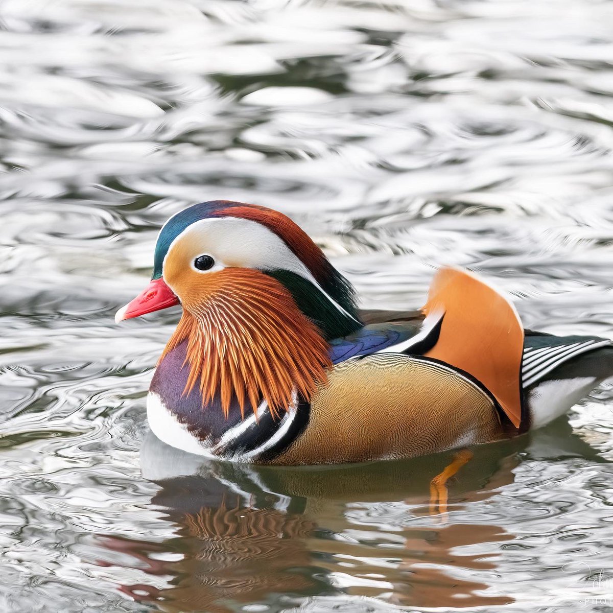 Photo of the Day: A male Mandarin duck at Reddish Vale Country Park in Stockport, England, UK, by <a href="/JLPhotos83/">John Lindsey Nature/Wildlife Photography</a>  

To submit an image to our Photo of the Day, use the hashtag #BBCWildlifePOTD. 
Find out more on our website: discoverwildlife.com/submit-your-wi…
