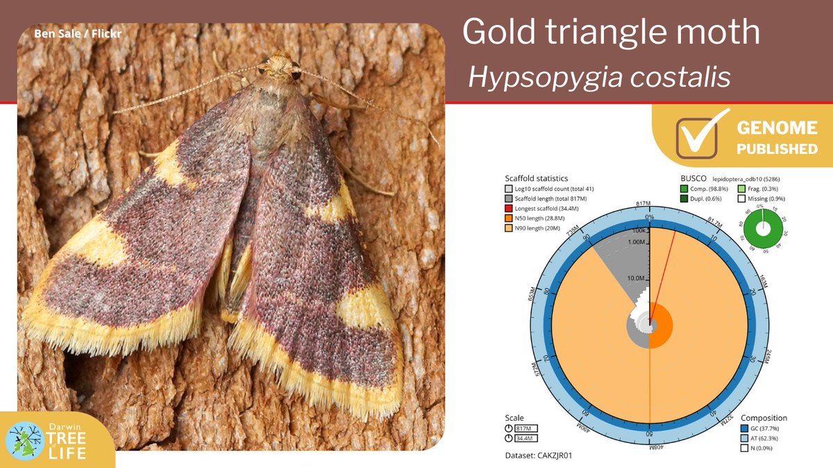 Our latest #DarwinTreeOfLife #GenomeNote: the gold triangle 🦋 (Hypsopygia costalis) Thanks to @diarsia @GenomeWytham @JamesHammond926 @OxfordBiology @NHM_Science @SangerToL & all who helped generate this #genome🧬 📑 Read how we did it @WellcomeOpenRes: wellcomeopenresearch.org/articles/8-15