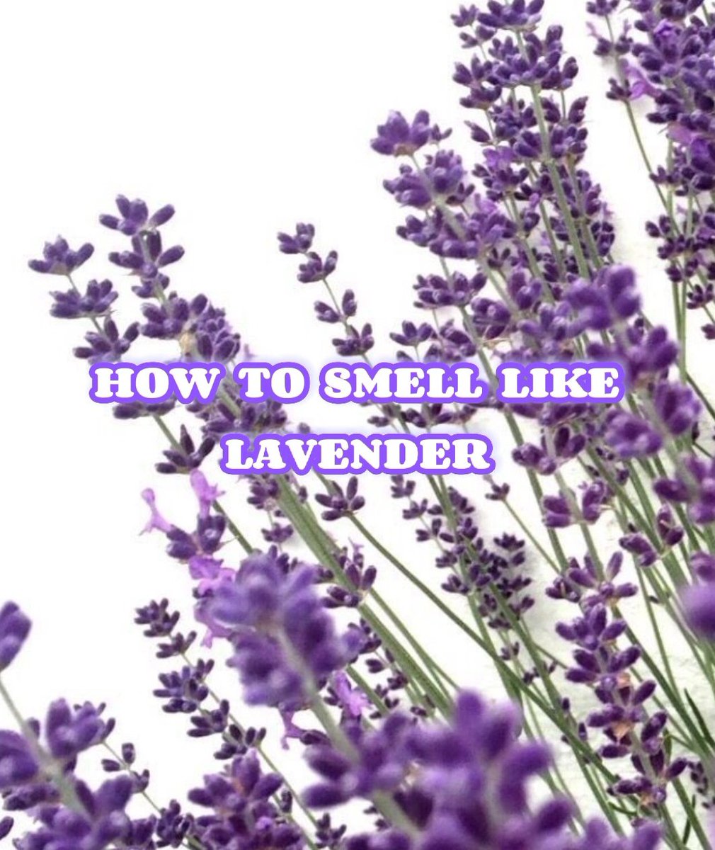 HOW TO SMELL LIKE LAVENDER — a thread Thread from keratcunan 263juta
