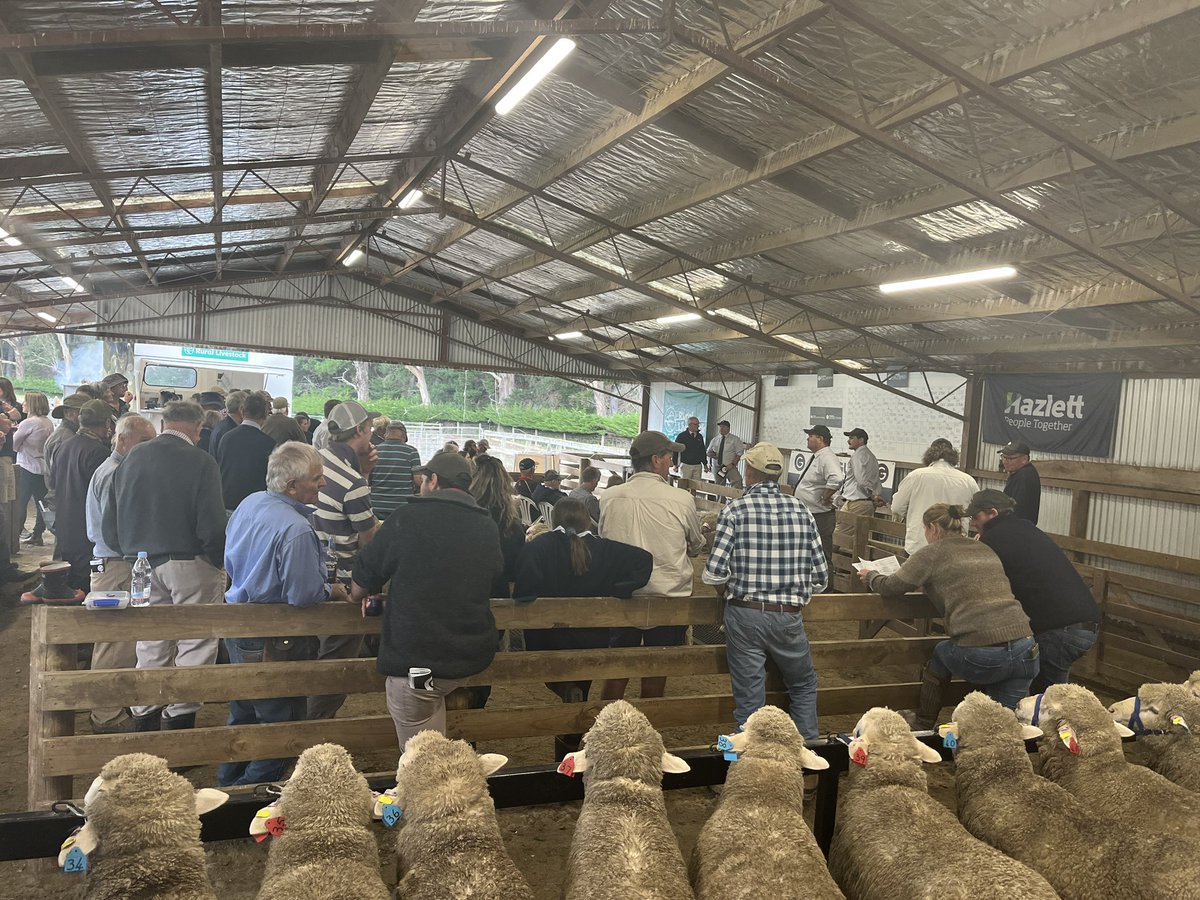 A big crowd assembled today to secure Fine Wool genetics from The Gums. Congrats to the team at The Gums for a successful sale. Great to catch up with lots of clients <a href="/neXtgenAgri/">neXtgen Agri Ltd</a> <a href="/markstevie/">The Gums - Stevenson Genetics</a>