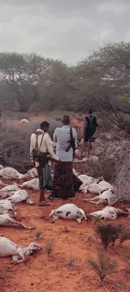 fortunhassan's tweet photo. Kooxda arxan-laawayaasha ah ee khawarijta #Alshabaab ayaa xalay ku gowracay in ka badan 300 oo neef oo ari ah oo ay lahaayeen dadka deegaanka meel u dhow deegaanka Ceel-hero oo hoostaga degmada #Maxas ee gobolka #Hiiraan, sida uu xaqiijiyay guddoomiyaha degmada Muumin Maxamed. https://t.co/QKCF99JfTU
