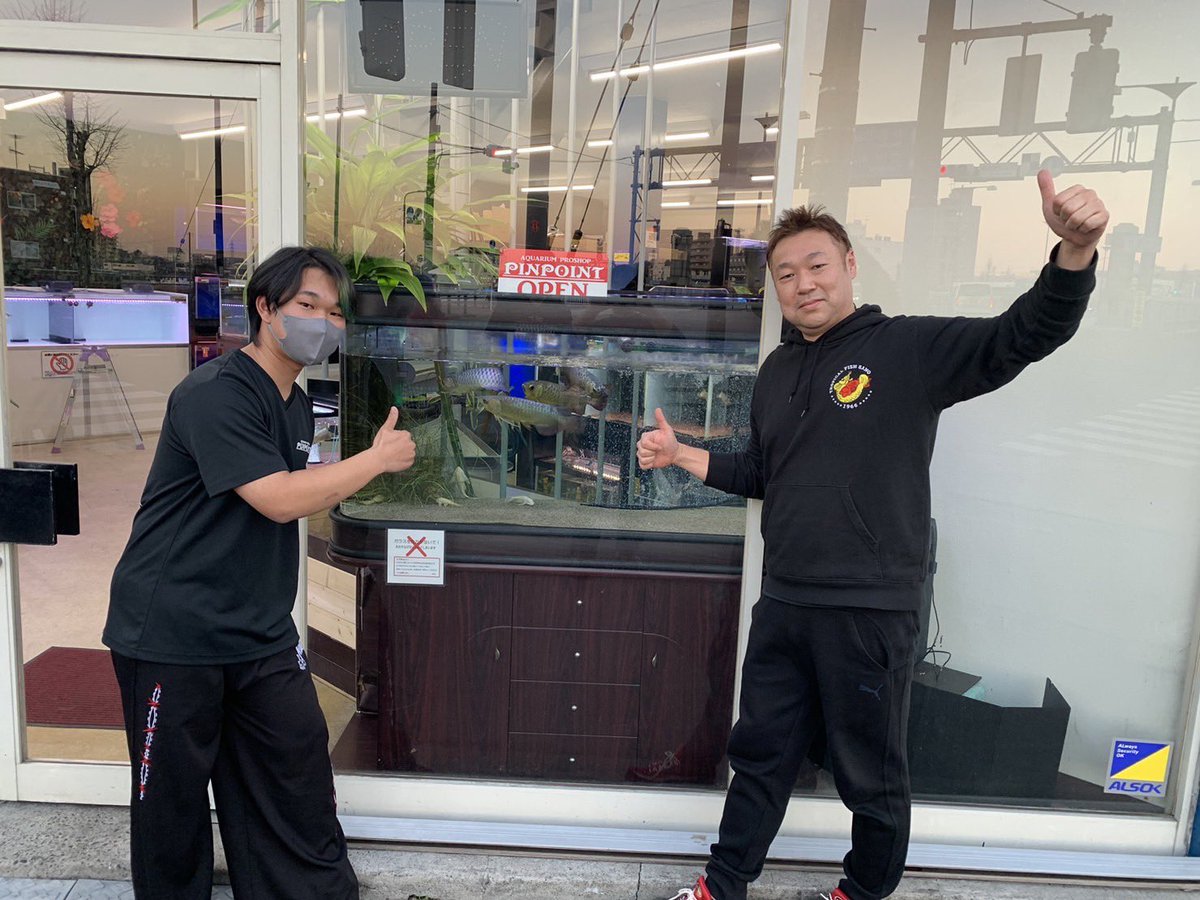 pinpointarowana's tweet photo. みやびくんにご来店頂き
当店看板水槽のフォーエバー産
過背金龍　インディゴブルー混泳水槽
全個体ご売約頂きました😊✨

All buyありがとう御座います🙇‍♂️

繁殖チャレンジ応援しております✨✨ https://t.co/Oli3HCdSt7