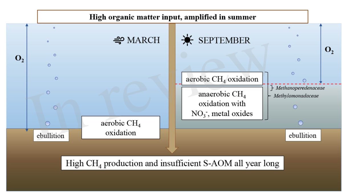 Mike Jetten🟥 (@msmjetten) on Twitter photo Great to see that <a href="/OlgaZygad/">Olga Żygadłowska</a> paper "Pathways of #methane removal in the sediment & water column of a seasonally anoxic eutrophic marine basin" has been accepted for publication in FrontMarSci Congratulations! Proud on #MARIX Team effort supported by <a href="/ERC_Research/">European Research Council (ERC)</a> <a href="/NESSCresearch/">NESSC</a> Great to see that <a href="/OlgaZygad/">Olga Żygadłowska</a> paper "Pathways of #methane removal in the sediment & water column of a seasonally anoxic eutrophic marine basin" has been accepted for publication in FrontMarSci Congratulations! Proud on #MARIX Team effort supported by <a href="/ERC_Research/">European Research Council (ERC)</a> <a href="/NESSCresearch/">NESSC</a>