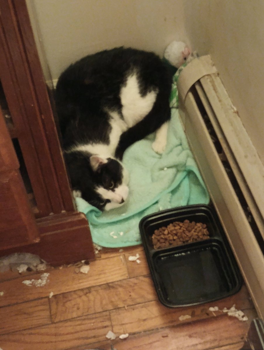 MimiTalnae's tweet photo. So a few days ago I adopted this sweet boy from the shelter. His new name is Shiro after the character from #VoltronLegendaryDefender and he's a 3 legged ball of cute. Welcome to the family buddy #CatsOnTwitter #petcat #shirogane #VLD https://t.co/mJMx8rdbmv