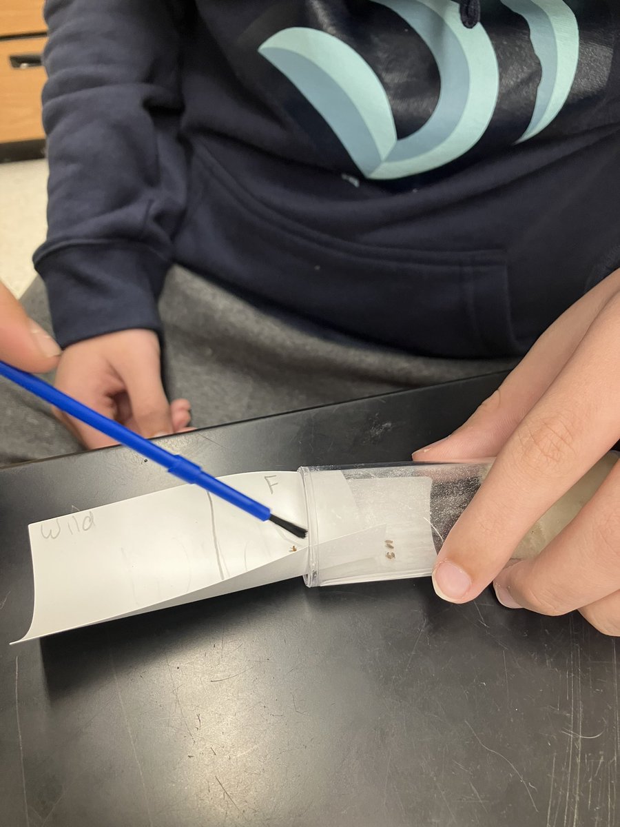 NorthScience's tweet image. Students in Mr.Silvestri’s Biology classes started examining fruit flies today to set up their real life Punnett squares where students can test different parent crosses. @Mr_KCullen #mtpspride #mtpssci #MiddNorthScience #genetics