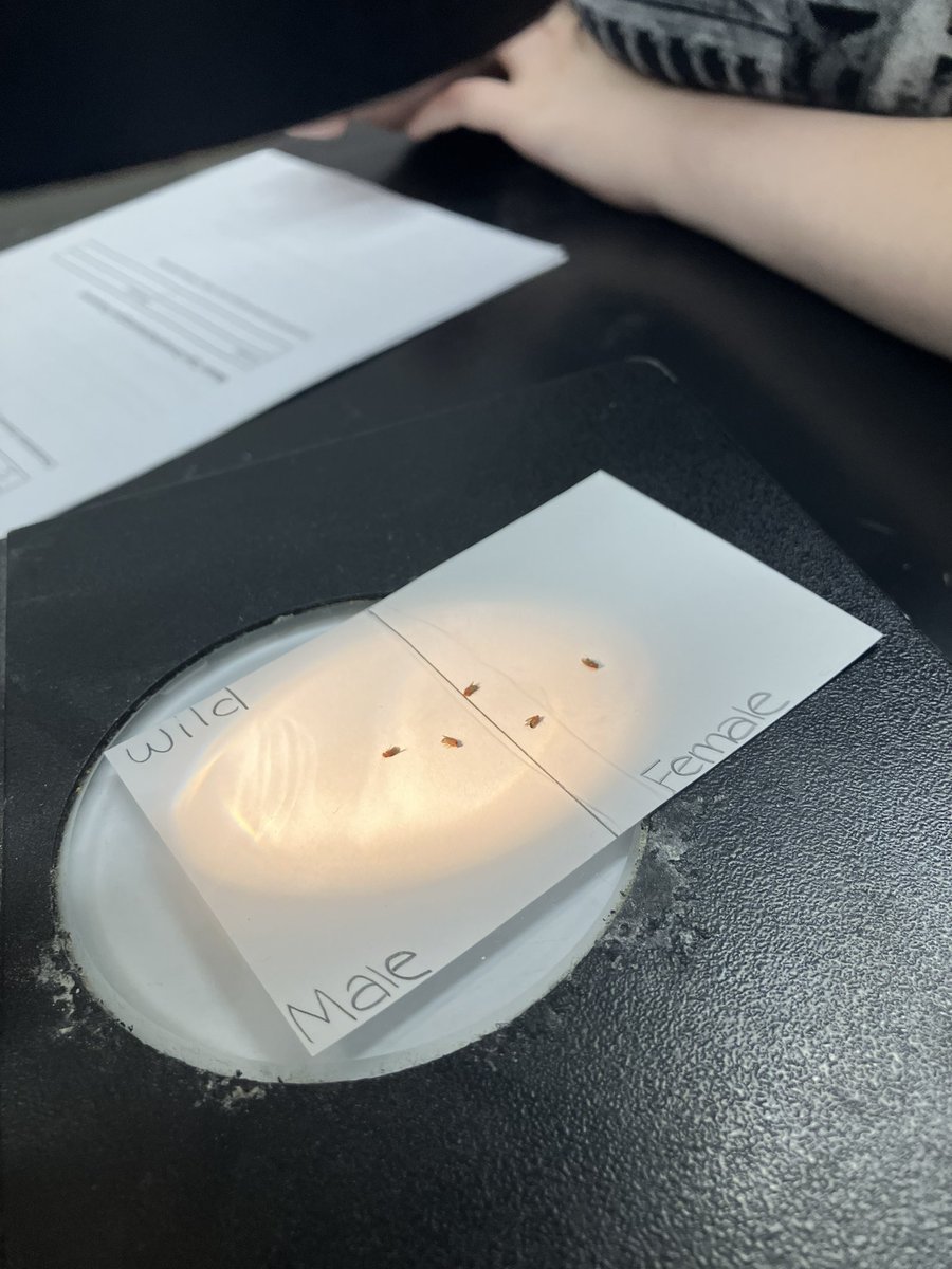 NorthScience's tweet image. Students in Mr.Silvestri’s Biology classes started examining fruit flies today to set up their real life Punnett squares where students can test different parent crosses. @Mr_KCullen #mtpspride #mtpssci #MiddNorthScience #genetics