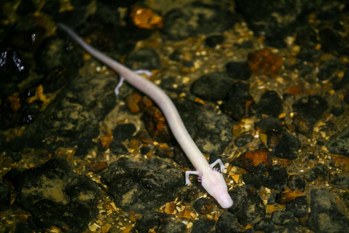 Our #podcast series 'A Window in Science' continues into 2023, starting soon. As a warm-up, check S3, E 10 'The Underground Karst caves of Postojna' and the Human Fish Proteus anguinus, the only exclusively cave-dwelling chordate species found in Europe
lifewatch.eu/cm/a-window-on…