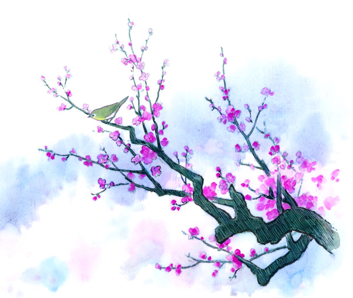 no humans bird branch flower tree cherry blossoms traditional media  illustration images