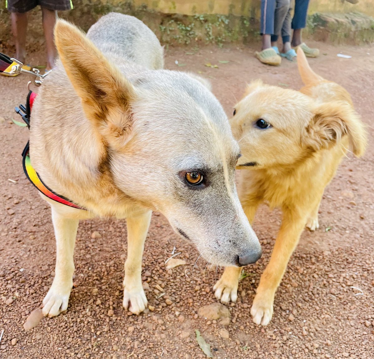 MakayagaDogs's tweet photo. Dogs never talk about themselves but can listen to each other while they talk about themselves and keep up an appearance of being interested in their conversation. 🦮🐶🥰
Please show love and be the hero to their voices to make a difference to them .🙏🙏
https://t.co/Zqpa7e7aJ3 https://t.co/rEQd70e000