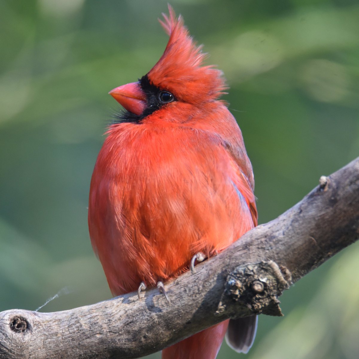 Big Red riding out High Winds.

#Cardinaliscardinalis #cardinalsoftwitter
#cardinals #wildlifephotos  #birdcaptures #bestoftheusa_birds #bestbirdshots #birdphotography #birds_private #birdphotography #bestbirdshots #birds_perfection #birds_extreme #bestofthetarheelstate