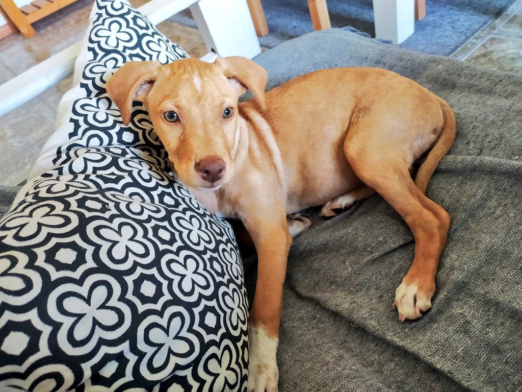 Vickycambar's tweet photo. Enzo busca hogar permanente! Tiene 3 meses y fué encontrado en la basura llorando de hambre🥺
Una amiga pudo darle hogar de tránsito pero no puede cuidar de él. Si quieres adoptar o sabes de alguien que quiera, comunícate conmigo, al +54 9 11 2337-3692 o ayuda con un RT🙏🥺
CABA. https://t.co/1WJF6wj6mN