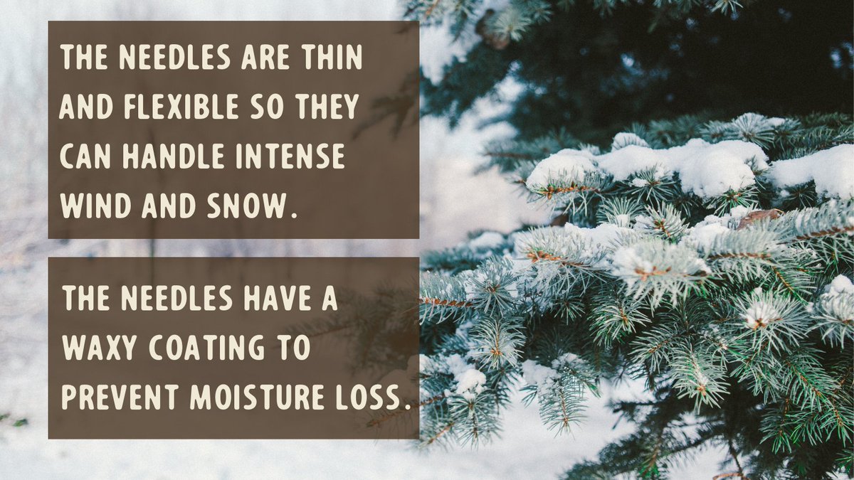 Tomorrows_Trees's tweet photo. These are some ways coniferous trees stay resilient during the winter! Trees have various ways to survive the colder months.🌲❄️ https://t.co/c7ASvfCrHl