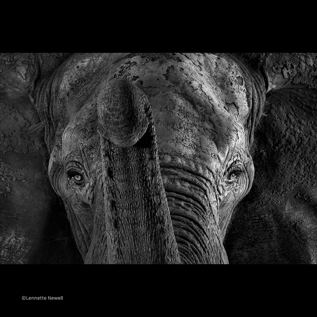 African #Elephant photographed in #Tanzania #Serengeti 
Parallel Evolution Series on #exhibit @FotoNostrum 
⁠
The presence of African elephants helps to maintain suitable habitats for many other species. 
#Keystone species

#photography
#monochrome