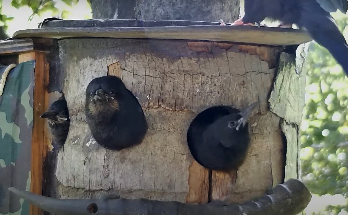 AllenBirdCam's tweet photo. Oh Wow! Look how they have grown
https://t.co/uOSFxWj6Ce via @YouTube https://t.co/864Vz0356A